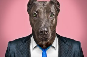 Portrait of a dog in a business suit