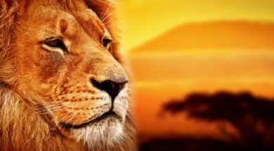 Lion portrait on savanna landscape background and Mount Kilimanj