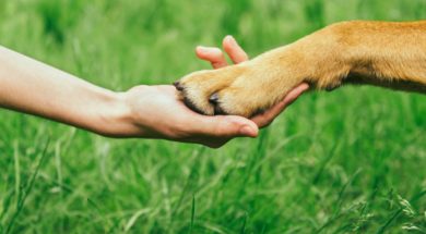 Dog Paw And Human Hand Are Doing Handshake