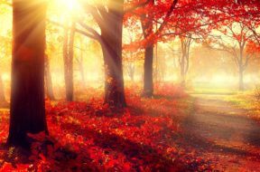 Autumn. Fall scene. Beautiful Autumnal park. Beauty nature scene