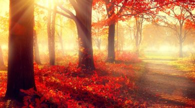 Autumn. Fall scene. Beautiful Autumnal park. Beauty nature scene